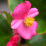 Begonia x semperflorens-cultorum.png